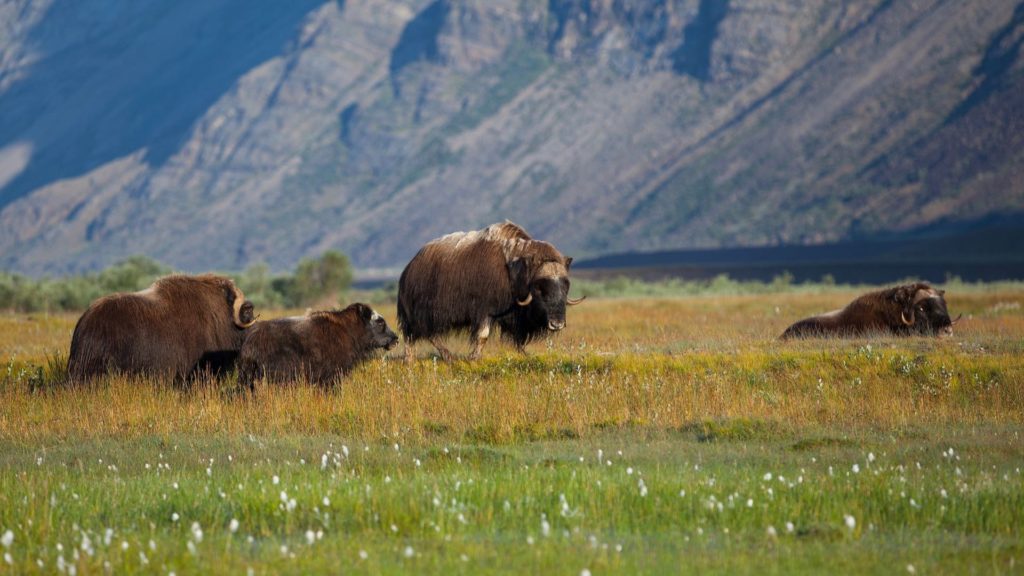 Photo by Dan Bach Kristensen - Visit Greenland