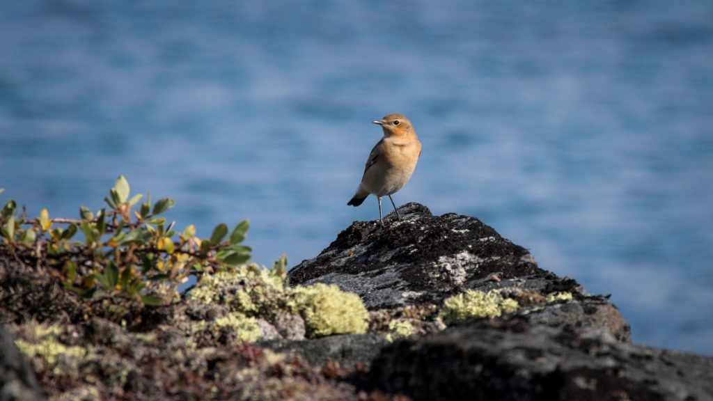 Photo by Aqqa Rosing Asvid - Visit Greenland