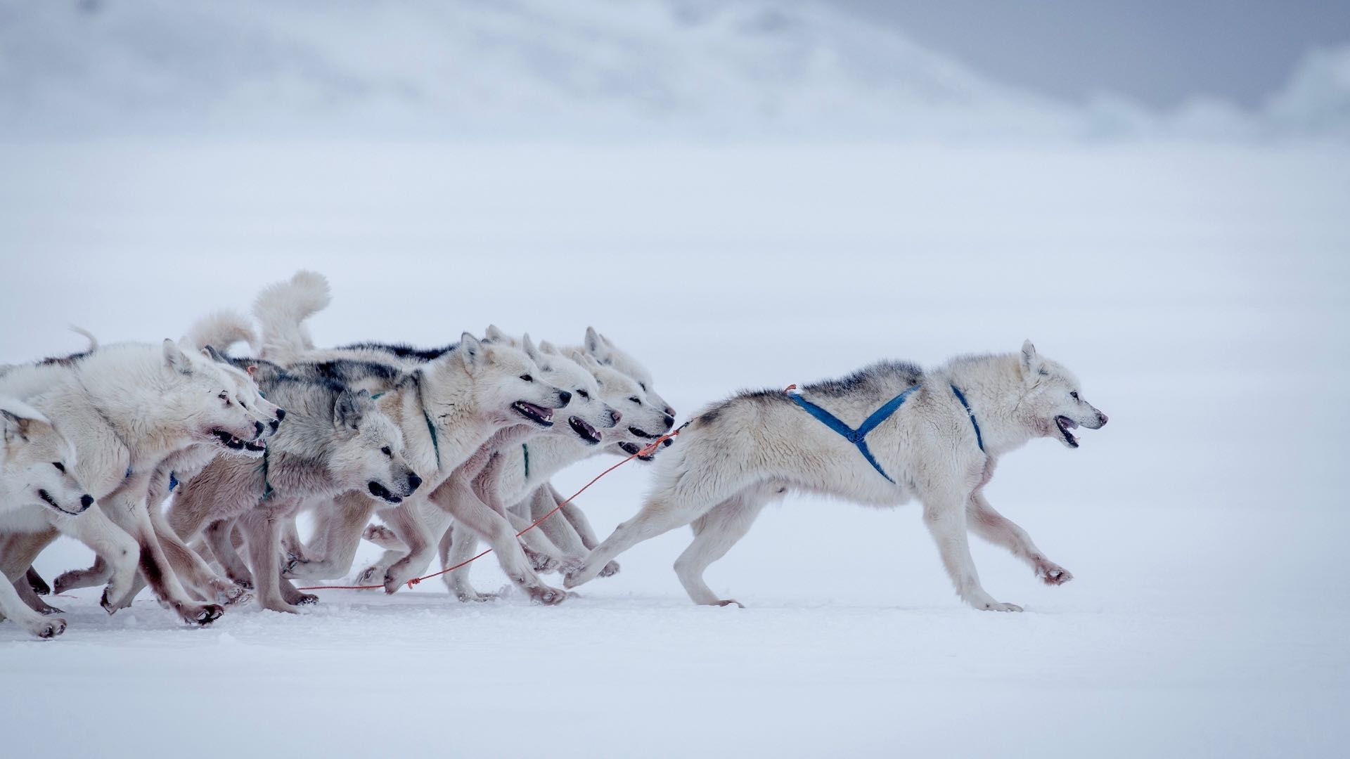 8 - The Great Diskobay Dogsled Expedition - Arctic